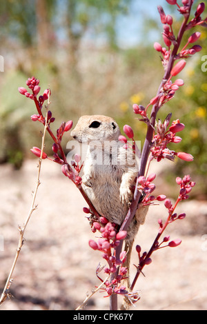 Spermophile à queue ronde Banque D'Images