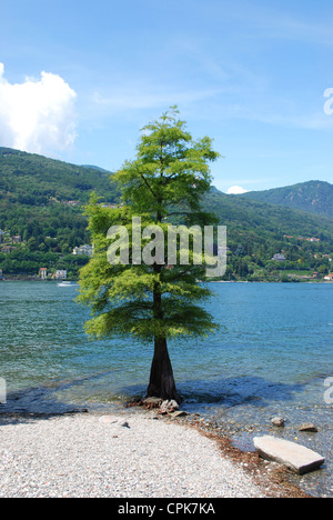 Lone Pine arbre qui pousse dans l'eau, de l'Isola Bella, l'Île Borromée sur le lac Majeur, Italie Banque D'Images