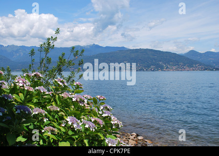 Panorama du lac Majeur et l'hydrangea flowers avec Alpes montagnes en arrière-plan, Piémont, Italie Banque D'Images