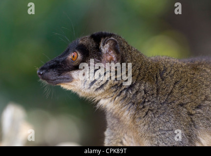 Lémurien brun commun (Eulemur fulvus), Andasibe, Madagascar Banque D'Images