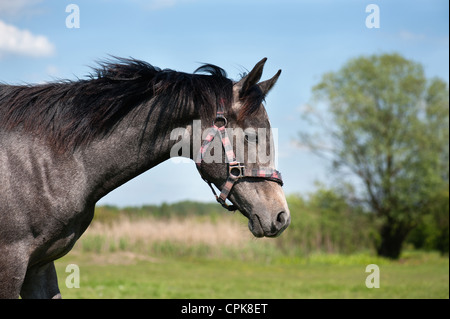 Poney dans le pré Banque D'Images