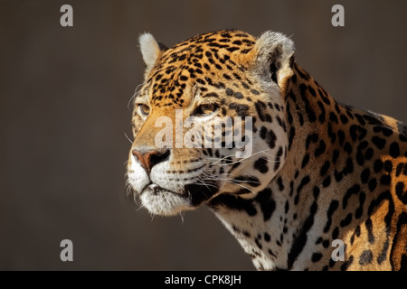 Portrait d'un homme Jaguar (Panthera onca) Banque D'Images