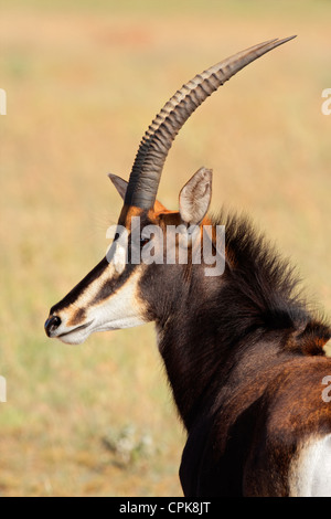 Portrait d'une rare hippotrague (Hippotragus niger), Afrique du Sud Banque D'Images