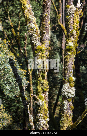 La croissance des lichens sur les arbres dans le parc national Great Otway, Victoria, Australie