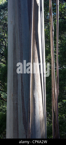 Tronc d'Eucalyptus regnans, mountain ash tree, Great Otway National Park, Victoria, Australie Banque D'Images