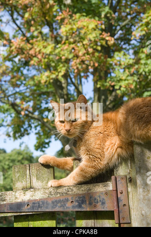 Beau chat de gingembre assis sur la clôture au printemps Banque D'Images