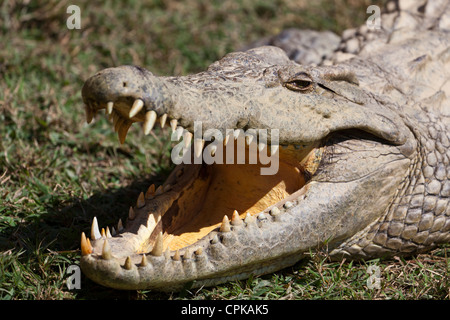 Close up de mâchoires de crocodile du Nil Crocodylus niloticus, Périnet, ferme de reptiles Mandraka, Madagascar Banque D'Images