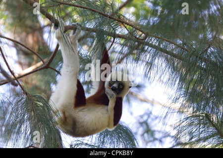 Le propithèque de verreaux (Propithecus verreauxi) Direction générale de la holding avec trois branches et de manger avec, quatrième région Andasibe, Madagascar Banque D'Images