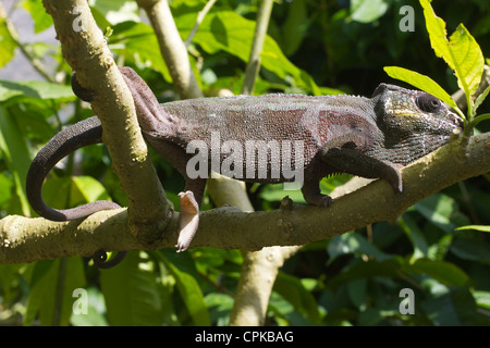 L'Oustalet ou géant malgache (Caméléon Furcifer oustaleti), Périnet, ferme de reptiles Mandraka, Madagascar Banque D'Images