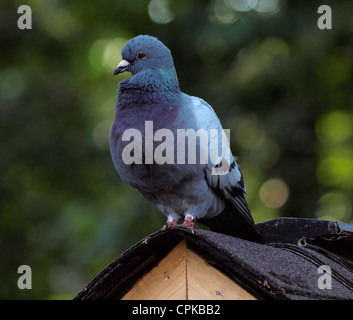 Course, pigeon voyageur, perché sur le toit de loft Banque D'Images