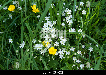 Blanc et jaune fleurs sauvages minuartie de la renoncule de plus en haie au printemps dans l'ouest du pays de Galles UK KATHY DEWITT Banque D'Images