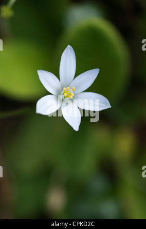 Ornithogalum umbellatum. Fleur étoile de Bethléem commun Banque D'Images