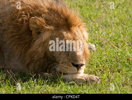 Un jeune lion (Panthera leo) endormi sur le marais à la Masai Mara National Reserve, Kenya, Afrique de l'Est, l'Afrique. Banque D'Images