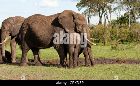 Bush africain elephant maman et le mollet (Loxodonta africana) après un bain de boue sur le Masai Mara National Reserve, Kenya, Afrique de l'Est. Banque D'Images