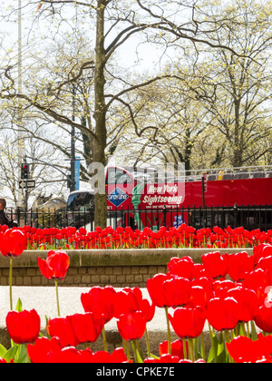 Tulipes printanières à Bowling Green Park, NYC Banque D'Images