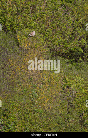 Femelle Faucon crécerelle Falco tinnunculus perché dans les buissons à Nash Point, au Pays de Galles en mai. Banque D'Images