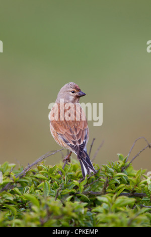 Carduelis cannabina Linnet commun homme perché à Nash Point, au Pays de Galles en mai. Banque D'Images