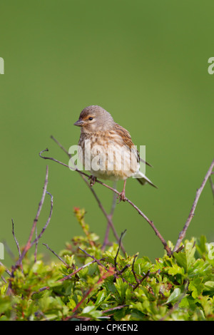 Carduelis cannabina Linnet commun femme perchée à Nash Point, au Pays de Galles en mai. Banque D'Images