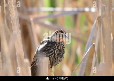 Une femelle redwing blakbird perché dans quelques grands roseaux dans un étang Banque D'Images