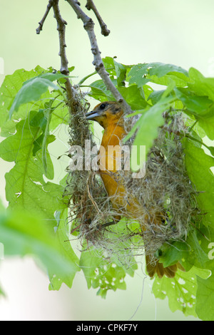 Femelle Baltimore Oriole Nest Building - oiseau chanteur aviaire vertical Banque D'Images