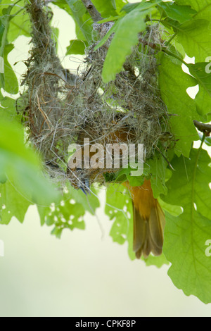 Femelle Baltimore Oriole Nest Building - oiseau chanteur aviaire vertical Banque D'Images