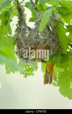 Femelle Baltimore Oriole Nest Building - oiseau chanteur aviaire vertical Banque D'Images