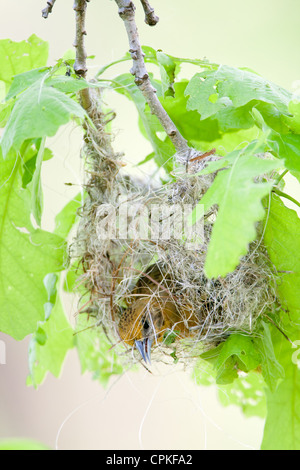 Femelle Baltimore Oriole Nest Building - oiseau chanteur aviaire vertical Banque D'Images