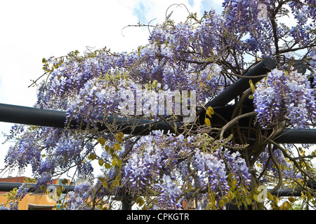 Glycine de Chine Wisteria sinensis ou plus de croissance et de floraison au printemps pergola moderne Banque D'Images