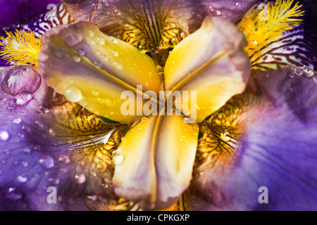 L'allemand, l'iris iris iris germanica ou macro avec des gouttes de pluie Banque D'Images