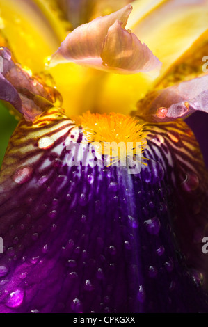 Purple Crocus vernus, iris iris germanica ou macro avec des gouttes de pluie Banque D'Images