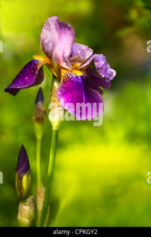 Purple Crocus vernus, iris iris germanica ou au jardin au printemps après la pluie Banque D'Images