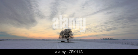 Une scène d'hiver gel Hoare sur un seul arbre dans les champs à proximité de Fenland town Mars, Fenland, Cambridgeshire, Angleterre, Grande-Bretagne, Royaume-Uni Banque D'Images