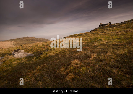 Brown Willy de Tor ou Roughtor sur Bodmin Moor, Cornwall Banque D'Images