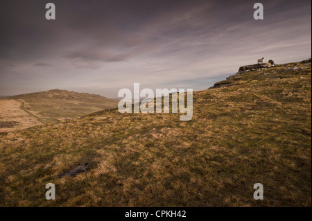 Brown Willy de Tor ou Roughtor sur Bodmin Moor, Cornwall Banque D'Images