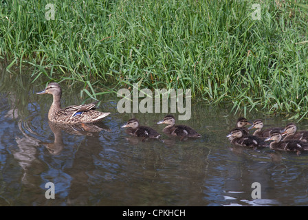 Famille de canards sauvages Banque D'Images