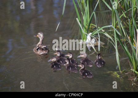 Famille de canards sauvages Banque D'Images