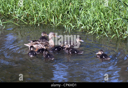 Famille de canards sauvages Banque D'Images