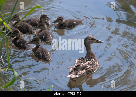 Famille de canards sauvages Banque D'Images