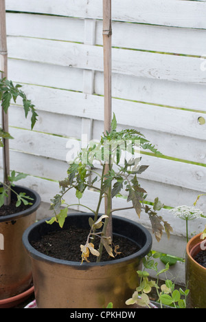 Solanum lycopersicum - plant de tomate en pot, de la plantation d'accueil Banque D'Images