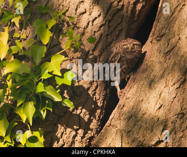 Chouette chevêche (Athene noctua) perché à l'extérieur entrée de cavité de nidification Banque D'Images