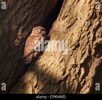 Chouette chevêche (Athene noctua) perché à l'extérieur entrée de cavité de nidification Banque D'Images