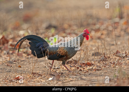 Coqs sauvages (Gallus sonneratii gris) dans la lumière du matin à Tadoba forest, de l'Inde. Banque D'Images