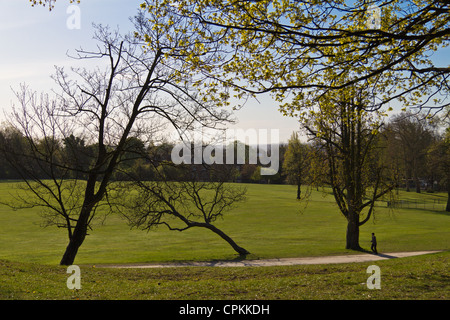 Arbre tordu au Crystal Palace Park Banque D'Images