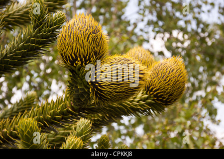 Araucaria araucana, monkey puzzle arbre avec des cônes femelles prêtes pour pollanisation la fécondation. Banque D'Images