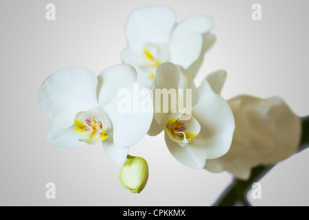 Fleurs d'Orchidée blanche sur fond gris Banque D'Images