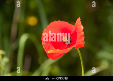 Papaver orientale rouge géant, pavot d'Orient Banque D'Images