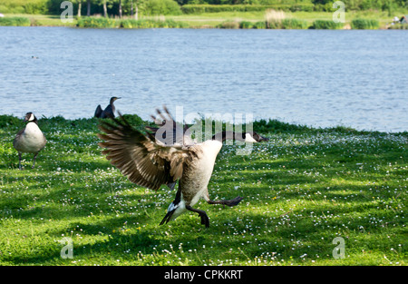 L'atterrissage sur la bernache du Canada Branta canadensis graminées Banque D'Images