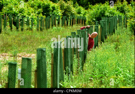 Un artiste créant une avenue de 187 if comme une œuvre d'art en direct. Banque D'Images