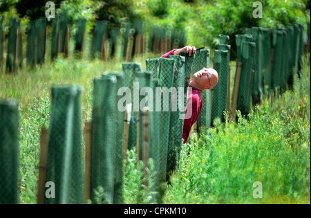 Un artiste créant une avenue de 187 if comme une œuvre d'art en direct. Banque D'Images