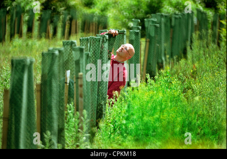 Un artiste créant une avenue de 187 if comme une œuvre d'art en direct. Banque D'Images